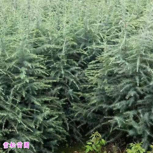 貴陽80公分雪松小苗價格| 雪松苗木種植基地 雪松苗木價格參