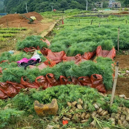 松樹 云南華山松 米徑5厘米華山松苗價錢