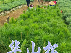 米徑2cm華山松苗價格 華山松的種植時間和方式圖2