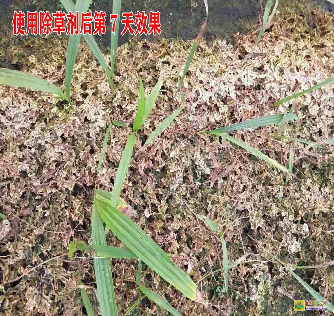 昆明賣除草劑 紅河韭菜除草劑 昭通蒼術(shù)除草劑