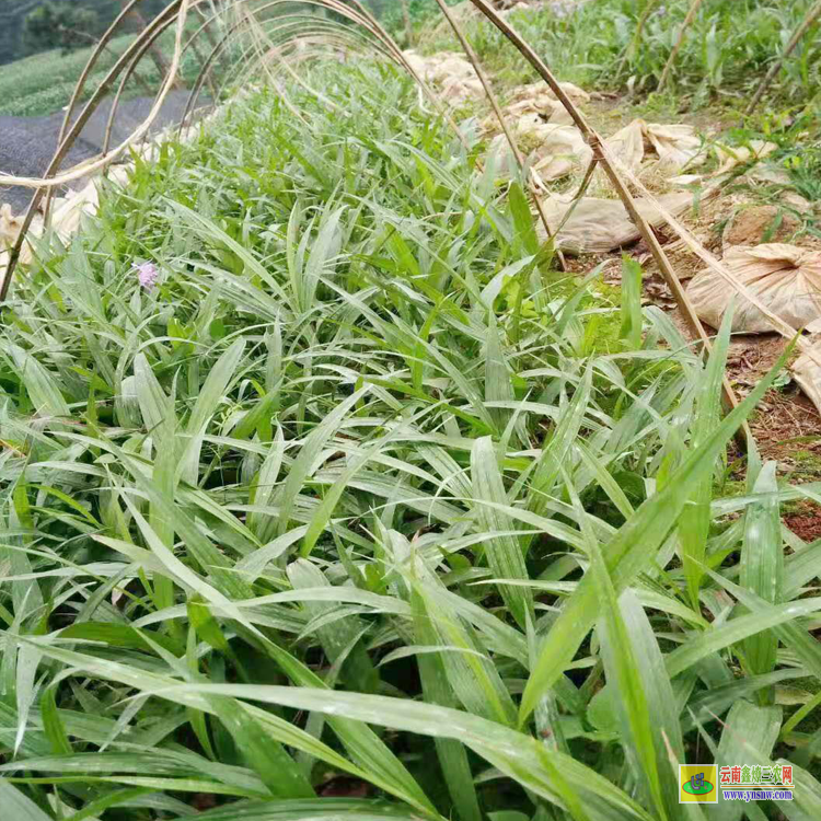 昆明黃精除草劑 昭通除草劑 昭通獨(dú)活除草劑