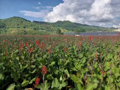 云浮芭蕉芋多少錢一噸 四川芭蕉芋回收價(jià)格 芭蕉芋淀粉新價(jià)格圖1