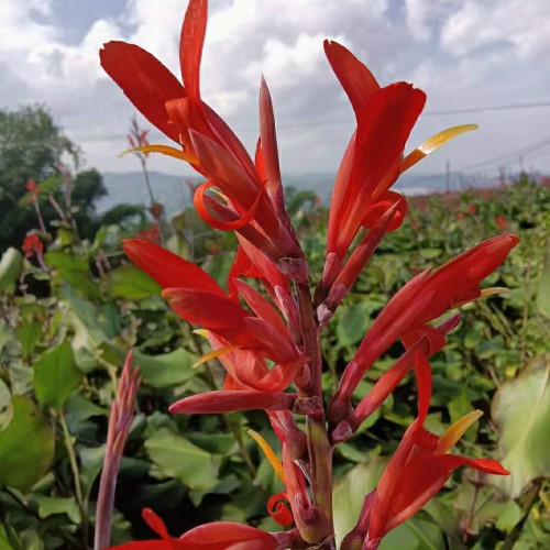 賀州芭蕉芋收購(gòu)商 四川芭蕉芋回收價(jià)格 余江芭蕉芋淀粉價(jià)格