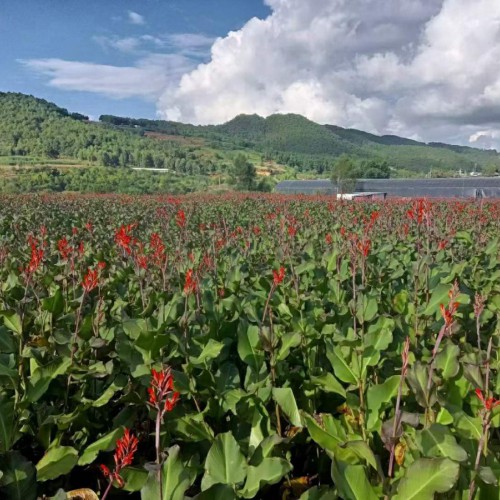 臨滄新鮮芭蕉芋怎么做好吃 芭蕉芋淀粉價(jià)格多少一噸