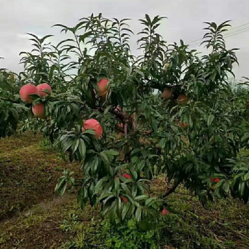 哪里有賣蔓荊子苗 蔓荊子苗一棵多少錢