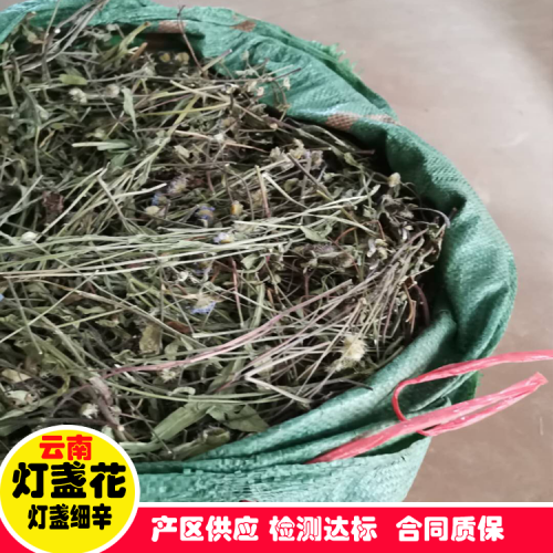 陸良曲靖燈盞花/種子、種苗生產(chǎn)基地、規(guī)范化種植示范基地