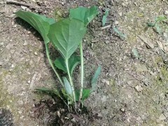 紫色的非洲菊,景鑫花卉非洲菊種苗基地1圖1