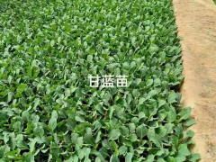 小鐵頭苗怎么種植才好 多少錢(qián)一棵圖3