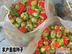 云南大理重樓*走銷轉(zhuǎn)好_產(chǎn)區(qū)保山重樓行情*上升達(dá)多少了?圖2