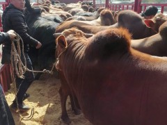 全國肉牛價格 肉牛價格還能上漲嗎 肉牛價格今日價一斤多少錢圖5