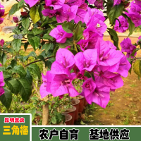 求購中國紅三角梅，高度1.8或以上