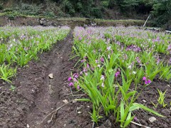 白芨苗批發(fā)_白芨苗價(jià)格_白芨苗多少錢(qián)一株_白芨多少一斤#圖6