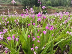 甘肅白芨直播苗 白芨苗價(jià)格多少錢一株 白芨苗哪里有圖4