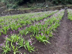 甘肅白芨直播苗 白芨苗價(jià)格多少錢一株 白芨苗哪里有圖6