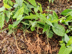 金果欖一畝地栽植是多少棵  瀘西浩宏種植農(nóng)民專業(yè)合作社圖2