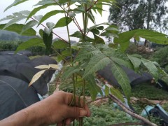 香椿芽適宜在什么地方栽種- 紅河彌勒市徐金紅香椿種植合作社圖3