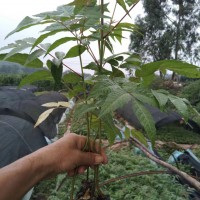 香椿芽的種植技術(shù)  紅河彌勒市徐金紅香椿種植合作社