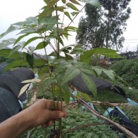 香椿苗的營養(yǎng)價值高- 紅河彌勒市徐金紅香椿種植合作社