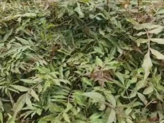 紅河扁柏，藏柏，濕地松，云南松，華山松，水冬瓜- 徐金紅香椿種植合作社圖2