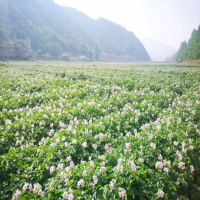 大量求購淀粉土豆，創(chuàng)佳粉佳個頭大的商品土豆