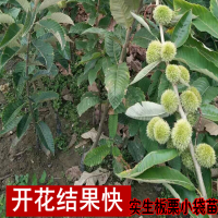 求購(gòu)新鮮板栗