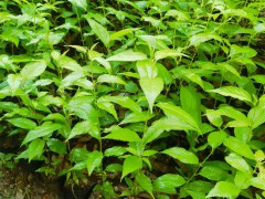 福建山櫻花袋苗 山櫻花袋苗 山櫻花無紡布杯苗圖6