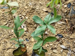 赤皮青岡袋苗 赤皮青岡苗 高度40厘米赤皮青岡圖5