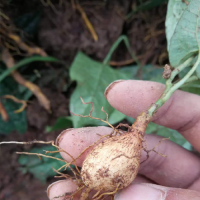 求購粉防己片8號(hào)篩3噸，雞屎藤10噸藥廠貨，凌霄花5噸，肝炎草15噸