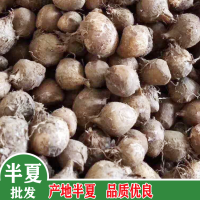 求購(gòu)半夏，硫1500內(nèi)，水分13%.選虎掌異形，其他達(dá)藥典標(biāo)準(zhǔn)，數(shù)量61噸