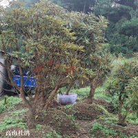 ?求購紫花槐，高山杜鵑，櫻花苗，高50小苗