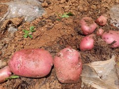 求購(gòu)奇彩洋芋，俗稱：小烏洋芋，數(shù)量不限，產(chǎn)地不限，圖3