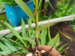 今日白芨苗的價(jià)格    一斤小白芨苗價(jià)格    白芨價(jià)格苗圖片圖4