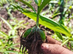 今日白芨苗的價(jià)格    一斤小白芨苗價(jià)格    白芨價(jià)格苗圖片圖3