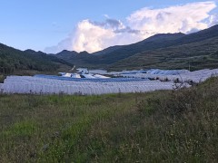 川貝母播種；7--8月播種佳，晚9-10月下雪前播種圖2