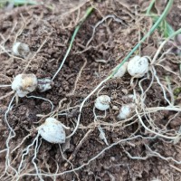 川貝母播種；7--8月播種佳，晚9-10月下雪前播種