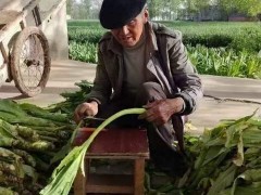 貢菜種植海拔_貢菜如何保溫圖6