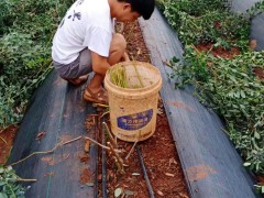 藍莓嫁接成活后的圖片視頻，藍莓樹的嫁接方法：單芽切接法圖6