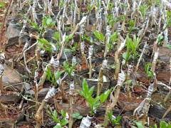 太秋甜柿|我們嫁接技術(shù)提供苗木，甜子，枝條方法：芽腹接法圖2