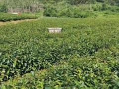 長林4號油茶苗簡介   廣西大的油茶苗基地   目前好的油茶苗品種排名圖2