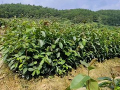 油茶苗的種植栽培技術(shù)   油茶苗基地批發(fā)   油茶苗價(jià)格多少錢一棵圖3