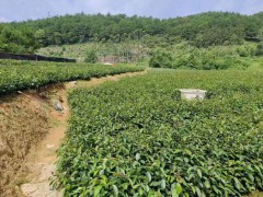 油茶苗的種植栽培技術(shù)   油茶苗基地批發(fā)   油茶苗價(jià)格多少錢一棵圖4