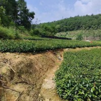 油茶苗的種植栽培技術(shù)   油茶苗基地批發(fā)   油茶苗價(jià)格多少錢一棵