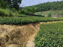 油茶苗木基地地址查詢   油茶苗哪個品種好   油茶苗哪里有賣圖2