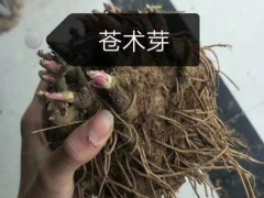 純新白術(shù)種子 基地直供 出芽率高 品質(zhì)保證 包技術(shù)包回收圖2