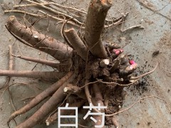 出售1年牡丹苗，油用，藥用牡丹苗。自家種植，價(jià)格便宜圖6