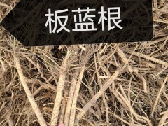 出售1年牡丹苗，油用，藥用牡丹苗。自家種植，價(jià)格便宜圖7