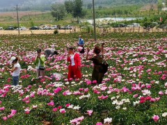 白芍 五年生鮮白芍根產(chǎn)地供貨 適應(yīng)性強，南北各地都可以圖4