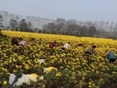 何首烏苗 產(chǎn)地一手貨源充足 包技術(shù)上門收購(gòu)何首圖3