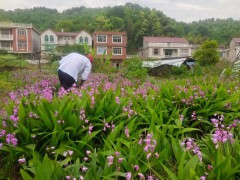 今年白芨新品種&紫花三叉白芨&白芨哪個(gè)品種好(價(jià)格高)圖1