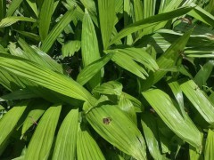 保山白芨種苗*保山白芨苗價(jià)格#白芨種植基地圖3